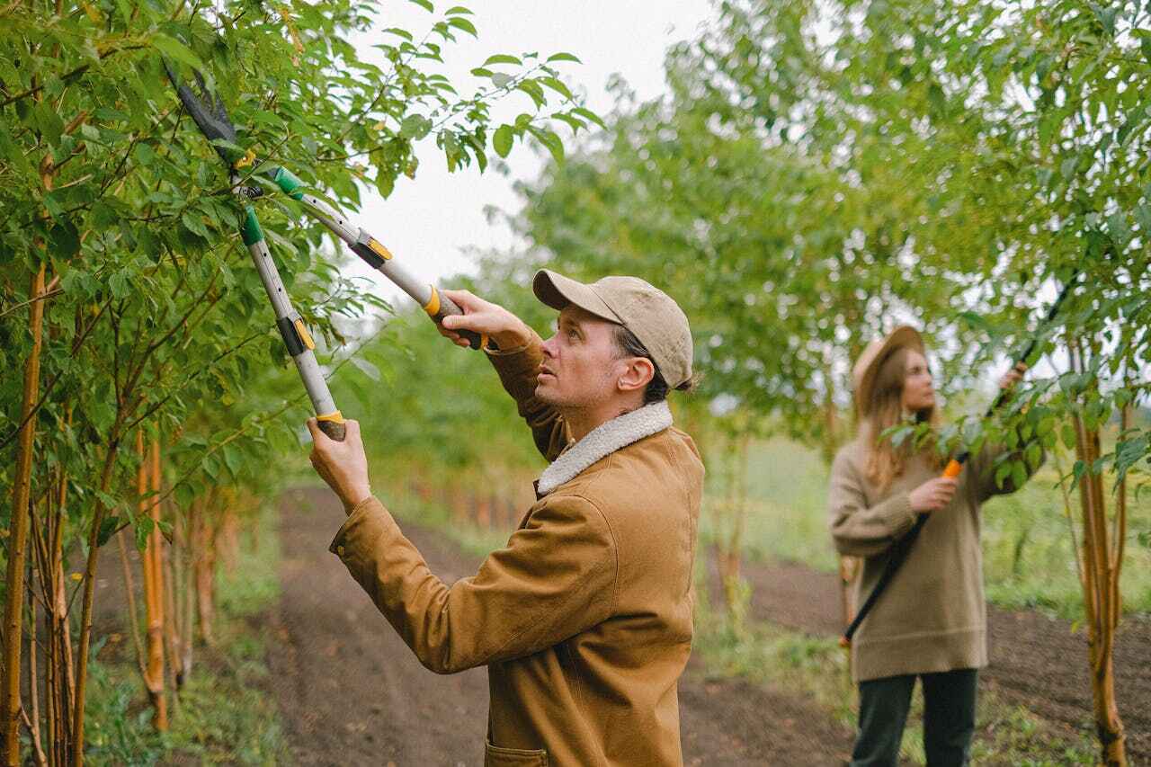 Best Tree Care Services  in Union City, MI